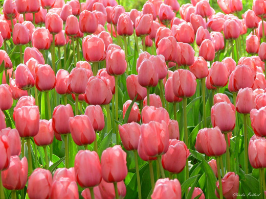 427993 (a): :1600x1200
